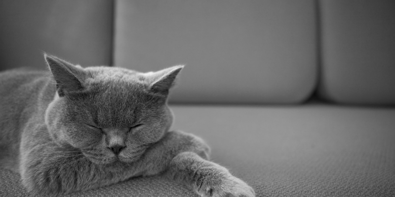 кот, диван, сон