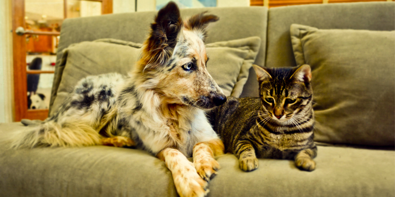 диван, собака, кошка