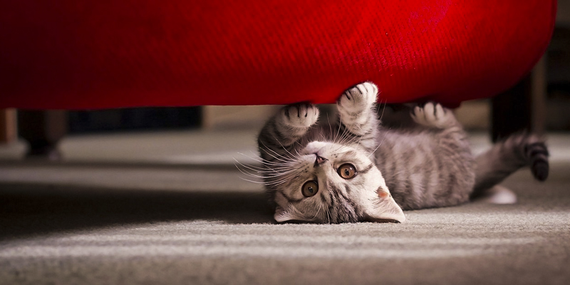 велюровый диван, кошка